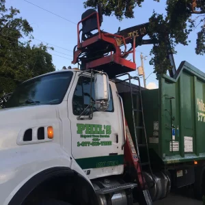 Emergency Tree Removal