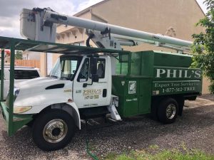 Stump Grinding Experts in Pompano Beach