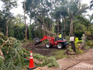 Stump Grinding Experts