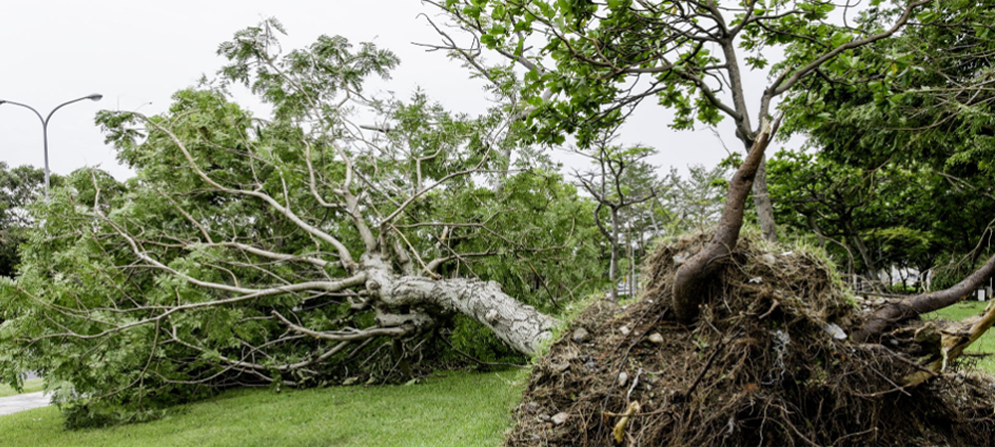 Emergency Tree Removal Experts In Coral Springs