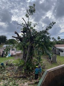 Tree Removal Experts In Coral Springs