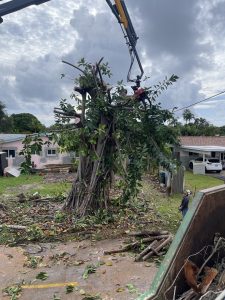 Emergency Tree Removal Experts In Boca Raton