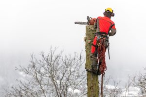 Arborist Consultations In Fort Lauderdale